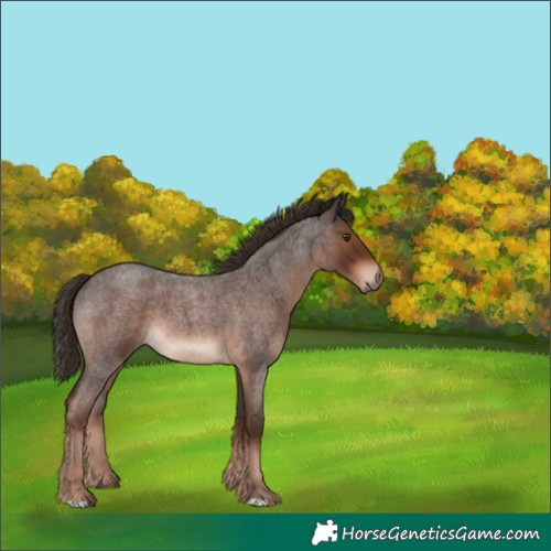 Horse Color:Liver Red Roan 