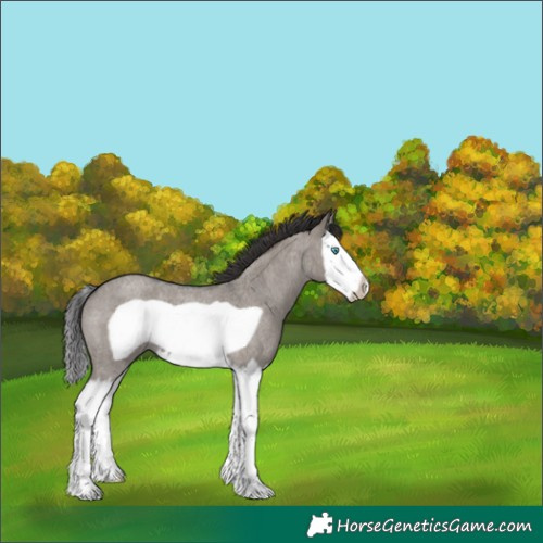 Horse Color:Smoky Grullo Roan Splash Frame
