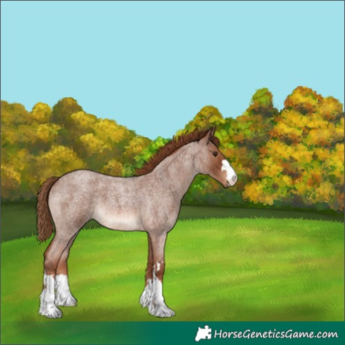 Horse Color:Red Roan 