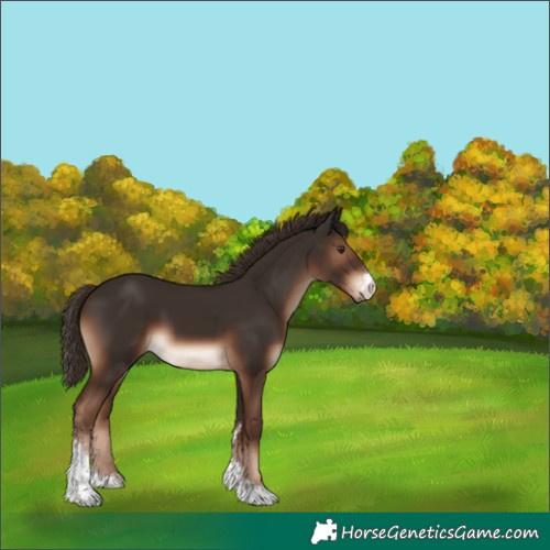 Horse Color:Liver Chestnut Sabino