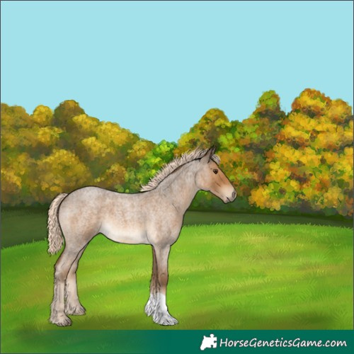 Horse Color:Chocolate Palomino Roan