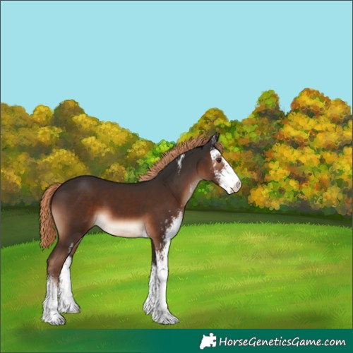 Horse Color:Liver Chestnut Sabino 