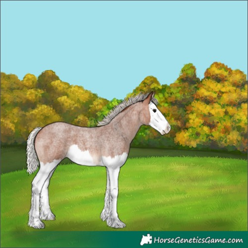 Horse Color:Silver Bay Roan Splash 