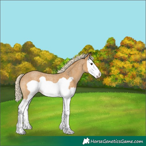 Horse Color:Palomino Roan Splash Frame