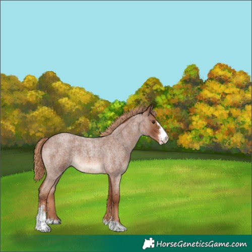 Horse Color:Red Roan Sabino