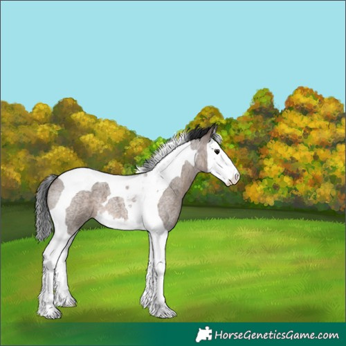 Horse Color:Brown Roan Dun Splash Tobiano 