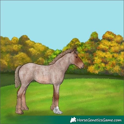 Horse Color:Red Roan 