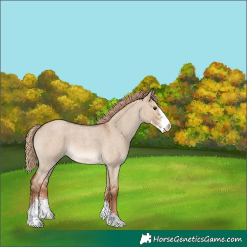 Horse Color:Red Dun Roan Sabino 