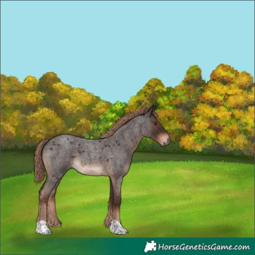 Horse Color:Liver Red Roan