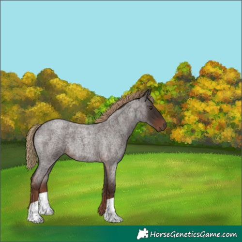 Horse Color:Liver Red Roan 