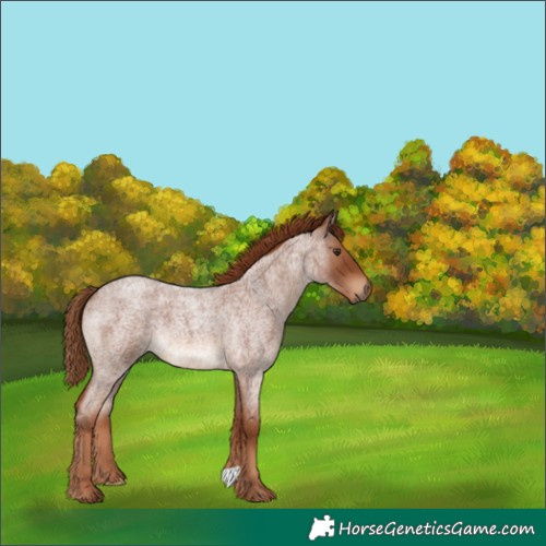Horse Color:Red Roan 