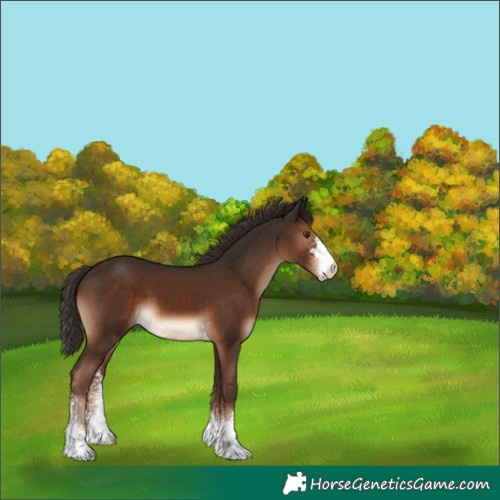 Horse Color:Liver Chestnut Sabino 