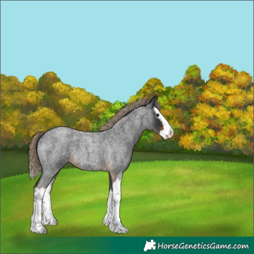 Horse Color:Liver Red Roan Splash