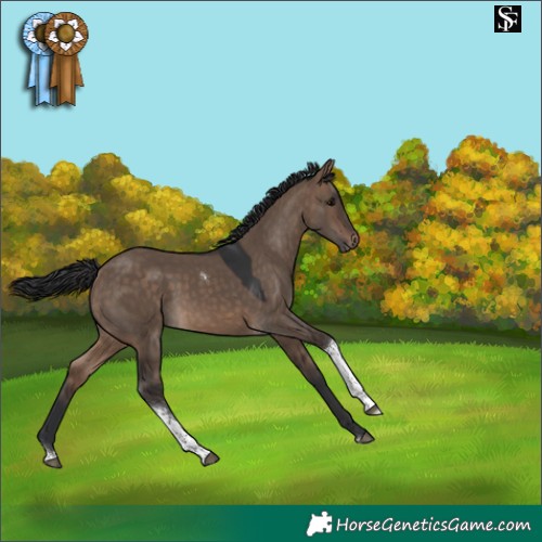 Horse Color:Brown Dun Tobiano 