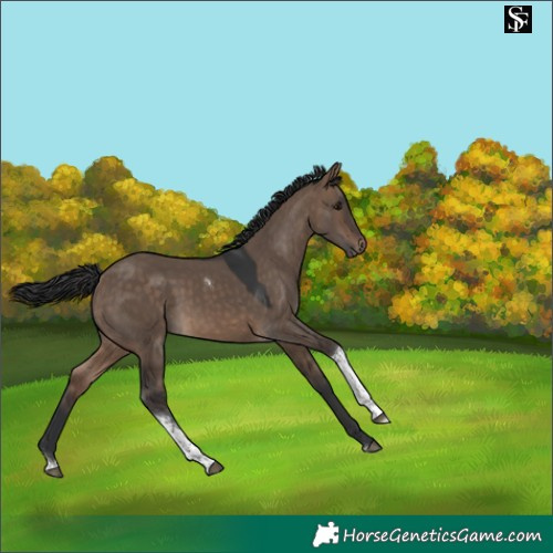 Horse Color:Brown Dun Tobiano