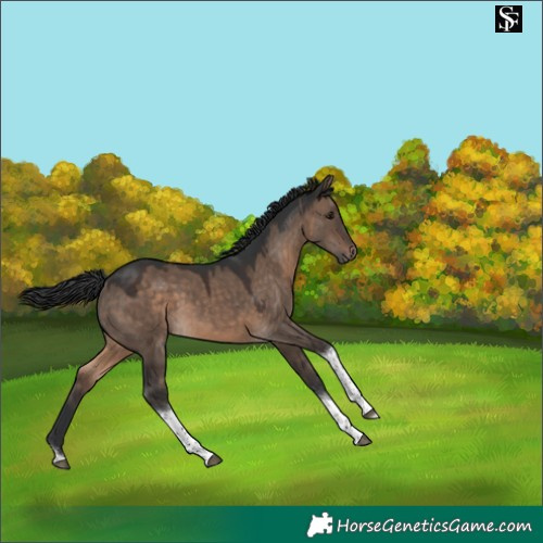 Horse Color:Brown Dun Tobiano 