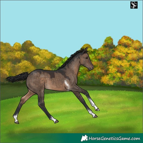 Horse Color:Brown Dun Tobiano 