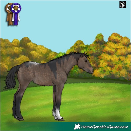 Horse Color:Brown Dun Tobiano 