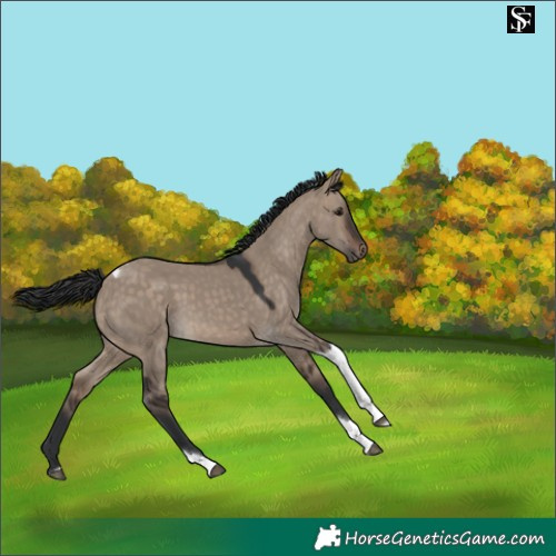 Horse Color:Brown Dun Tobiano 