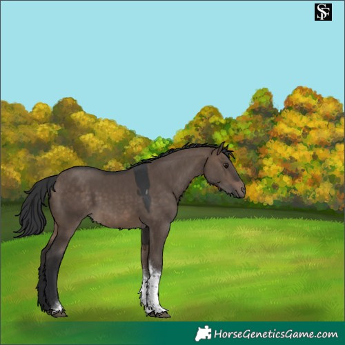 Horse Color:Brown Dun Tobiano 