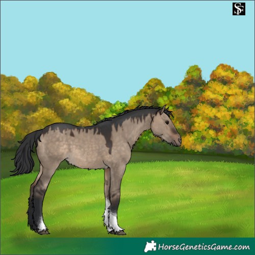Horse Color:Brown Dun Tobiano 