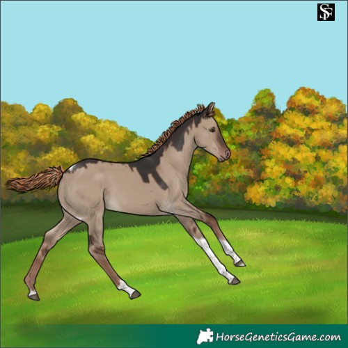 Horse Color:Liver Red Dun Tobiano