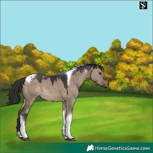 Horse Color:Brown Dun Tobiano 