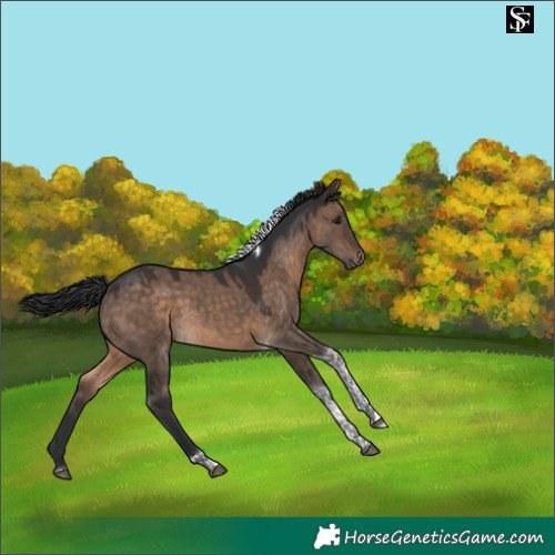 Horse Color:Brown Dun Tobiano 