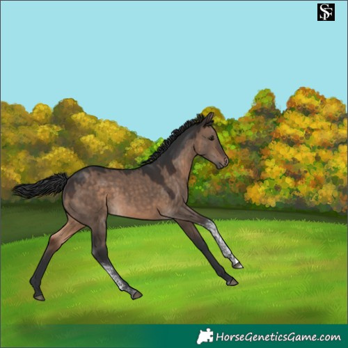 Horse Color:Brown Dun Tobiano 