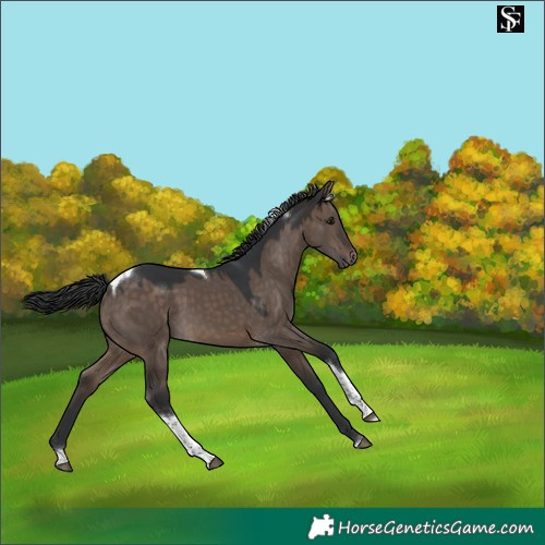Horse Color:Brown Dun Tobiano 