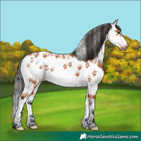 Horse Color:Bay Sabino Splash Frame