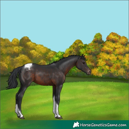 Horse Color:Brown Tobiano Appaloosa 