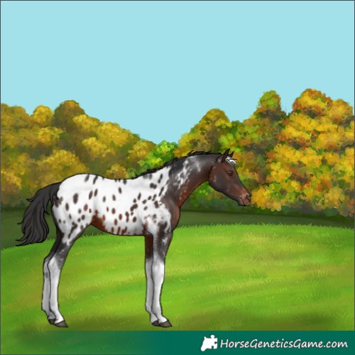 Horse Color:Brown Tobiano Appaloosa 