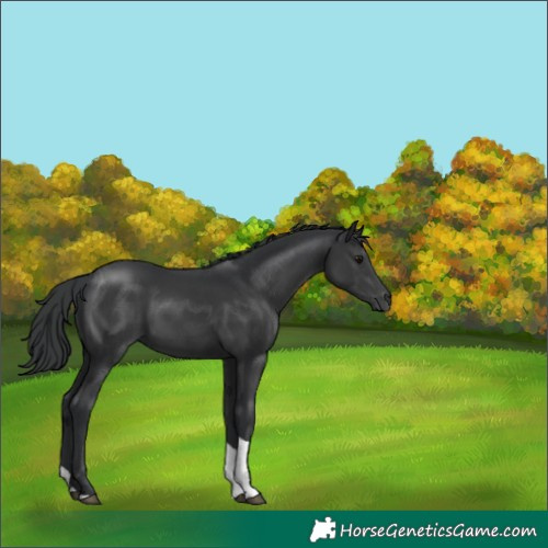 Horse Color:Black Tobiano