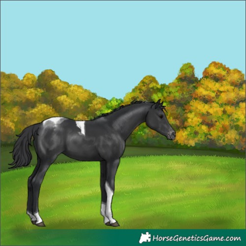 Horse Color:Black Tobiano Appaloosa