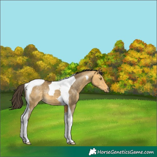 Horse Color:Buckskin Dun Tobiano 