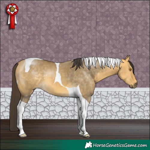 Horse Color:Buckskin Dun Tobiano