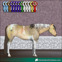 Horse Color:Buckskin Dun Tobiano 