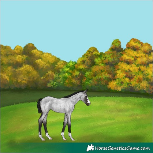Horse Color:Gray Brown Roan Rabicano 