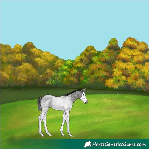 Horse Color:Gray Brown Roan Splash Rabicano 