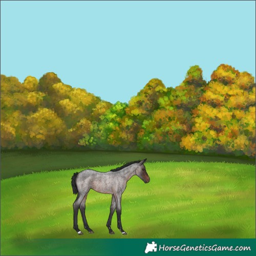 Horse Color:Brown Roan Rabicano 