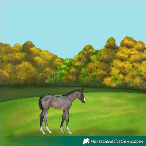 Horse Color:Brown Roan Rabicano 