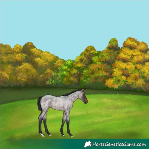 Horse Color:Brown Roan Rabicano 