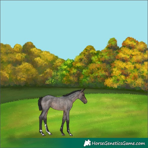 Horse Color:Brown Roan Rabicano 