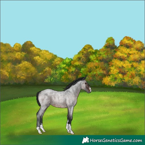 Horse Color:Brown Roan Rabicano 