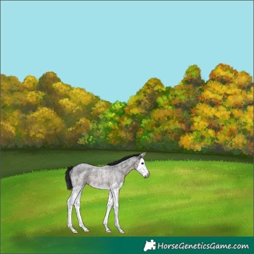 Horse Color:Gray Brown Roan Splash Rabicano 