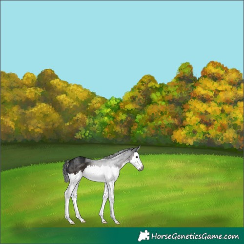 Horse Color:Gray Brown Splash Rabicano 