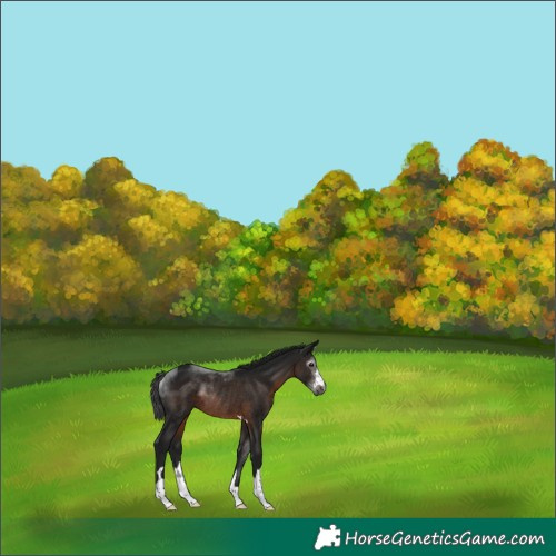 Horse Color:Gray Brown Rabicano 