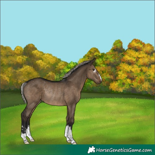 Horse Color:Gray Silver Brown Dun Rabicano 