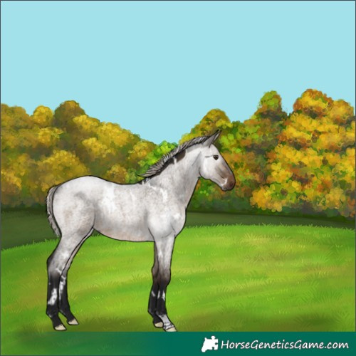 Horse Color:Gray White Spotted Silver Brown Roan Dun Rabicano 